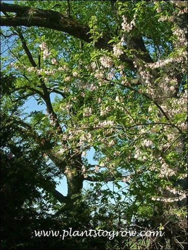 (May 16)